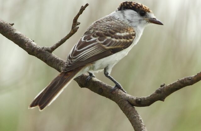 White-naped Xenopsaris