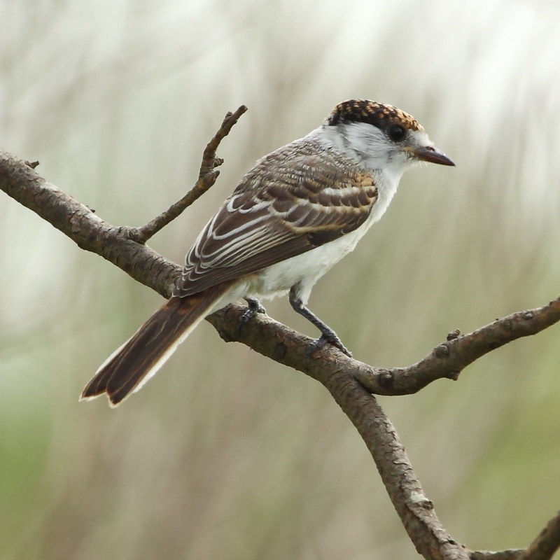 White-naped Xenopsaris