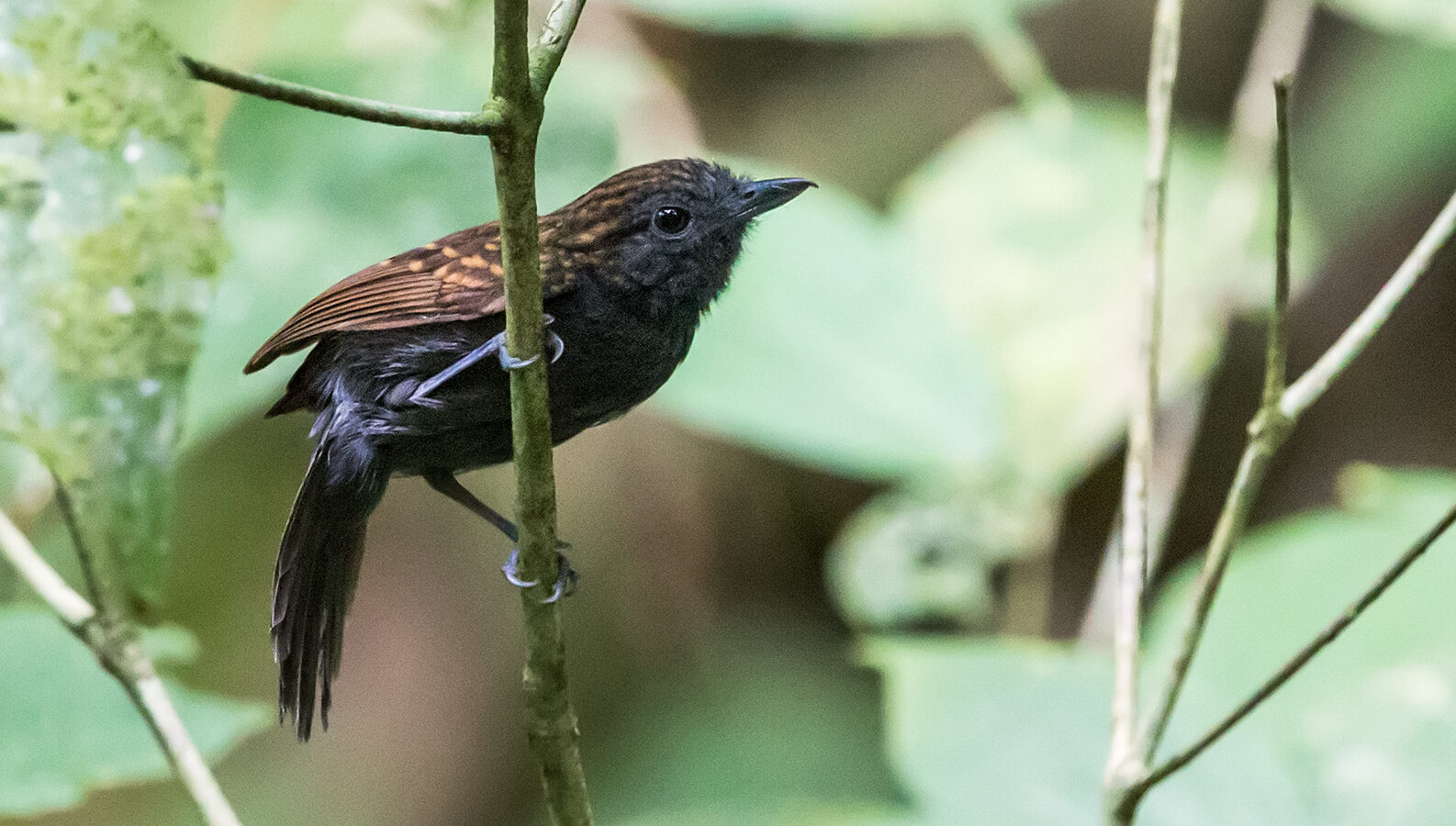 Speckled Antshrike
