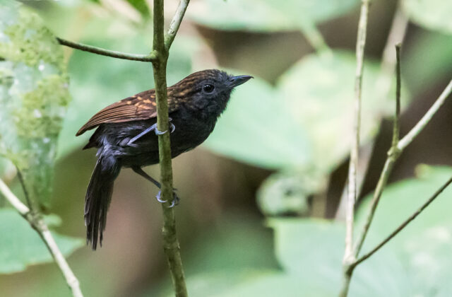 Speckled Antshrike