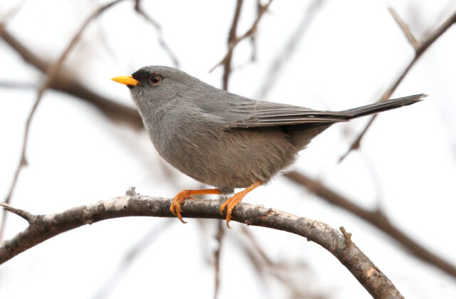 Slender-billed Finch