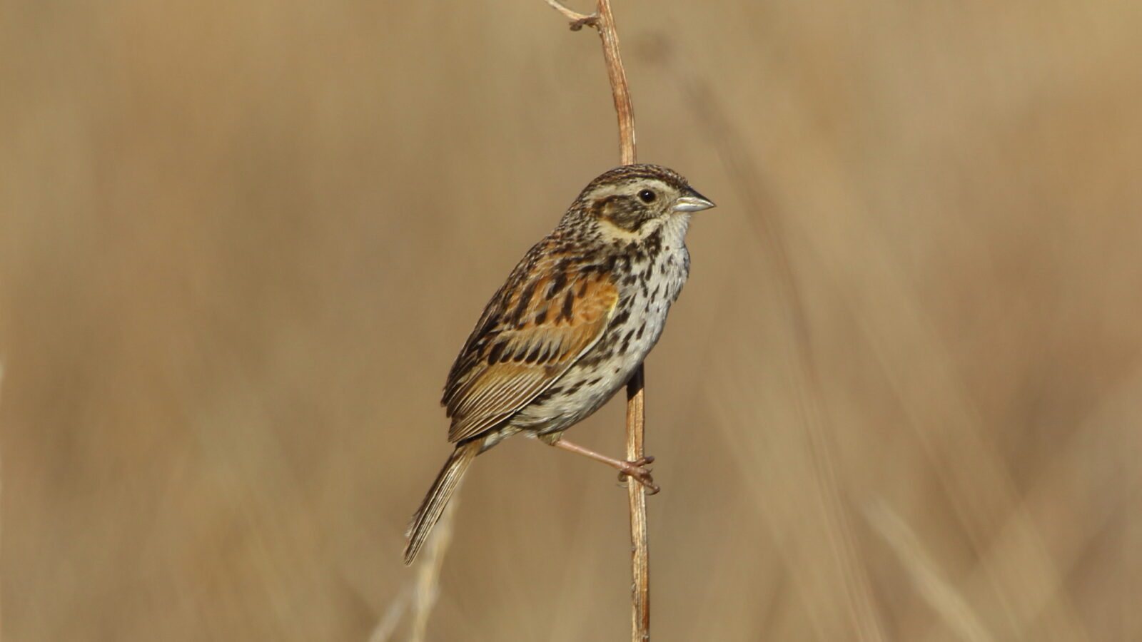 Sierra Madre Sparrow