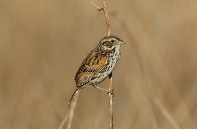 Sierra Madre Sparrow