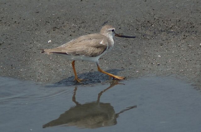 Terek Sandpiper