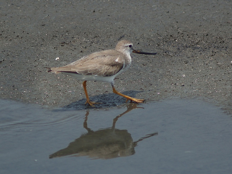 Terek Sandpiper