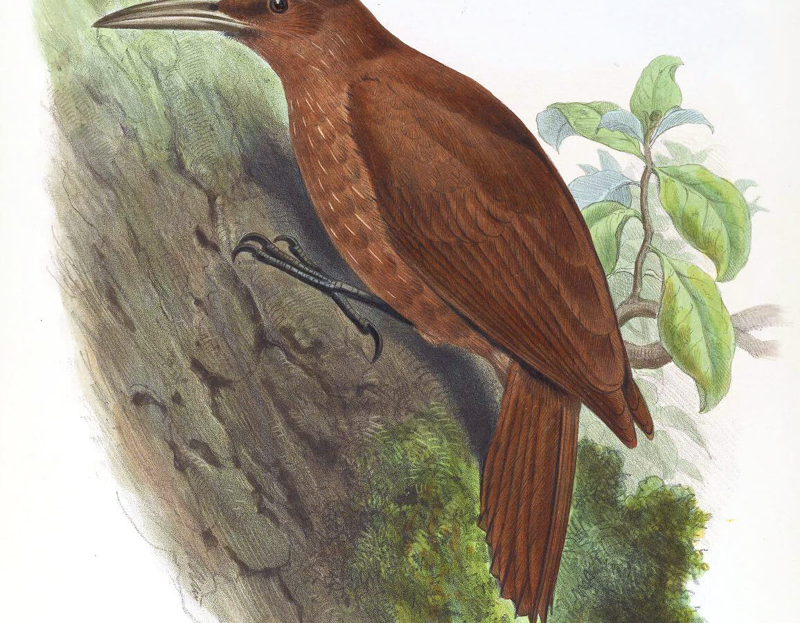 Great Rufous Woodcreeper