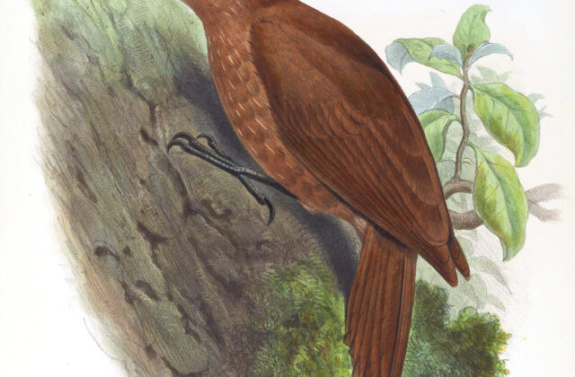 Great Rufous Woodcreeper