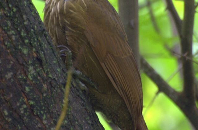 White-throated Woodcreeper