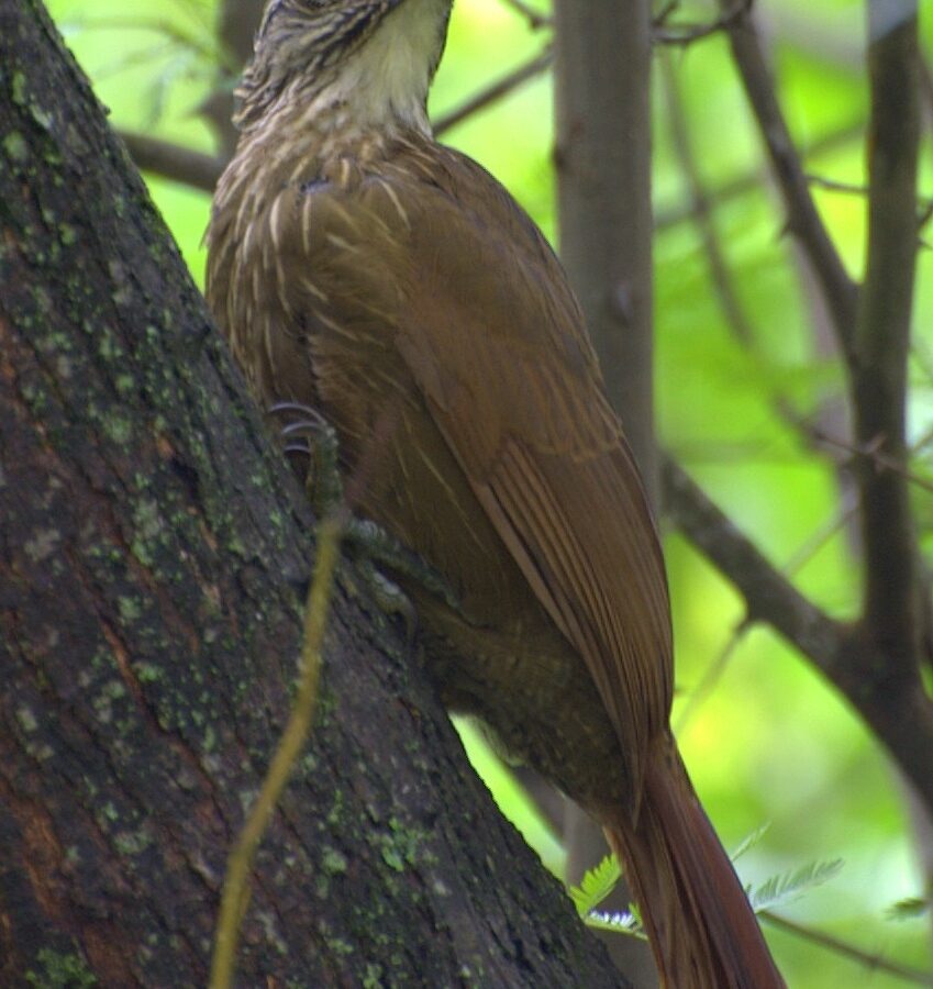 White-throated Woodcreeper