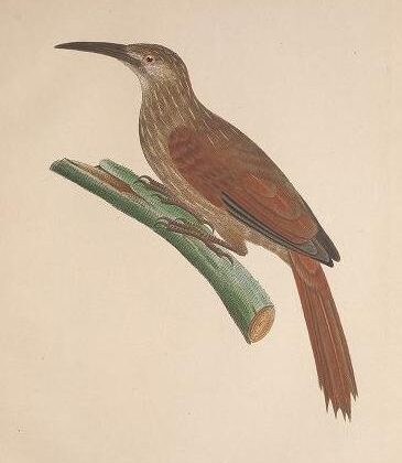 Moustached Woodcreeper