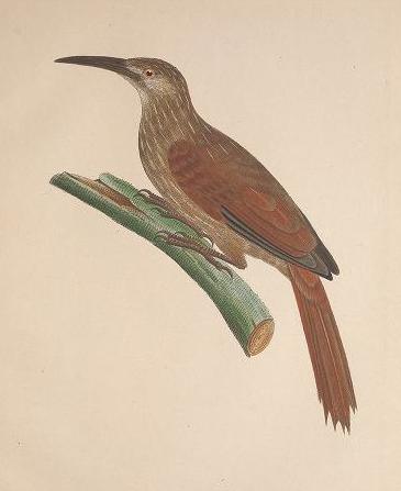 Moustached Woodcreeper