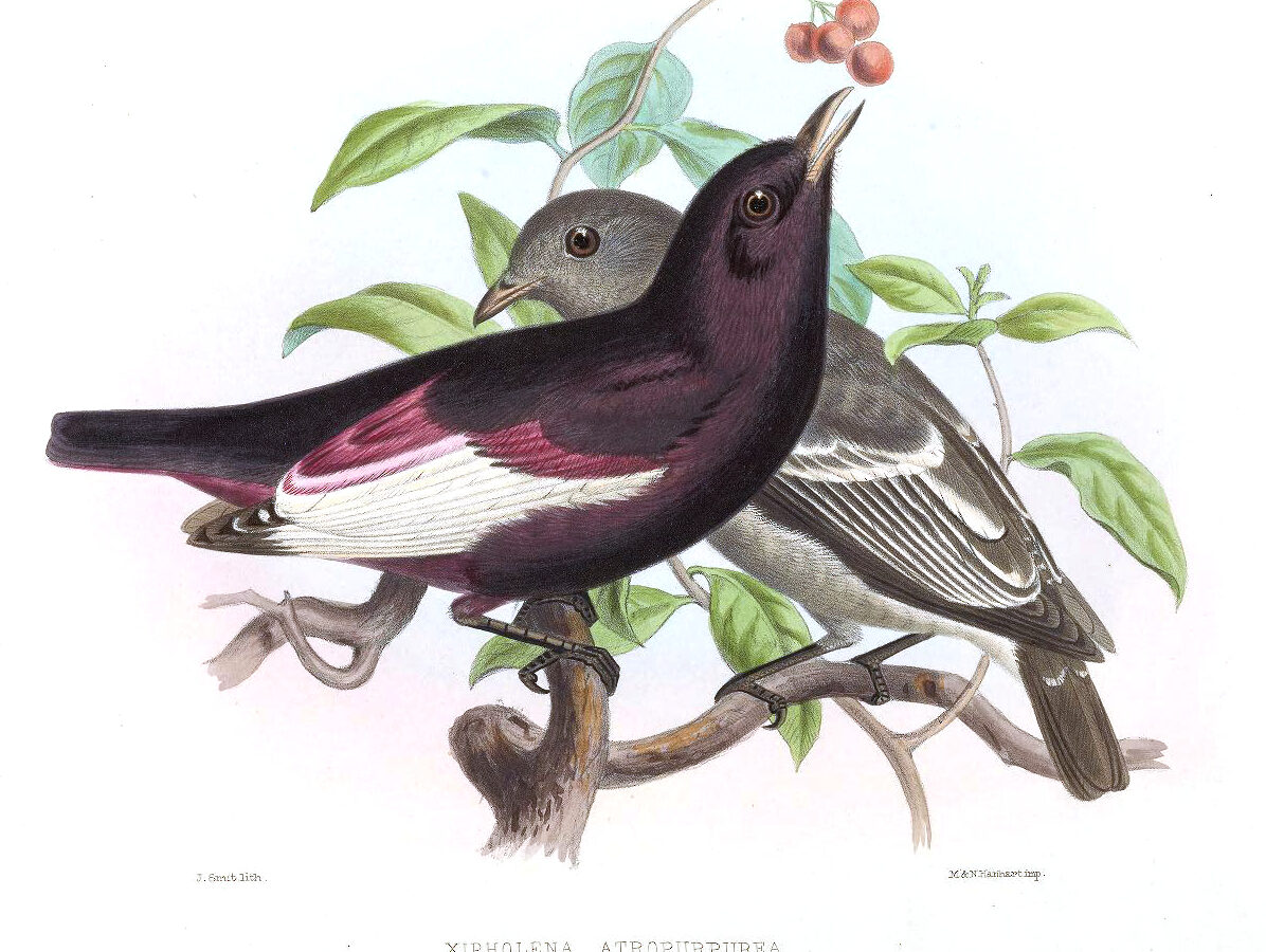 White-winged Cotinga