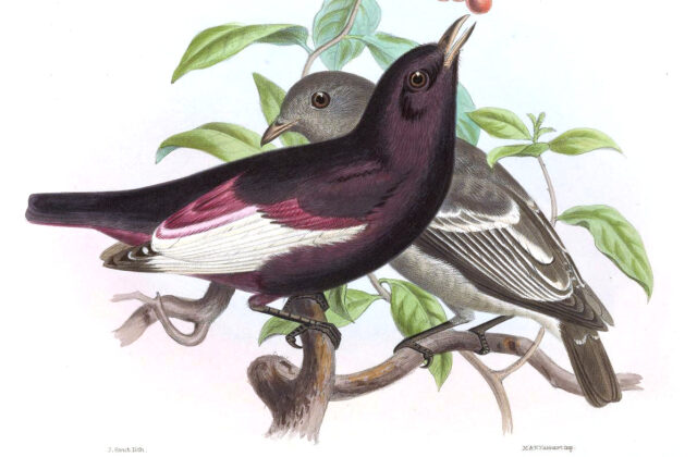 White-winged Cotinga