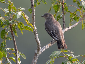 Pompadour Cotinga