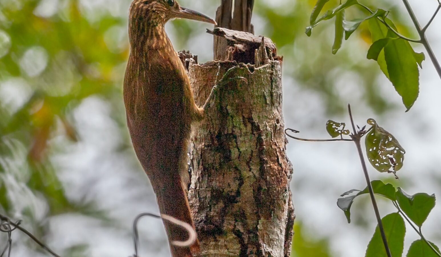 Buff-throated Woodcreeper