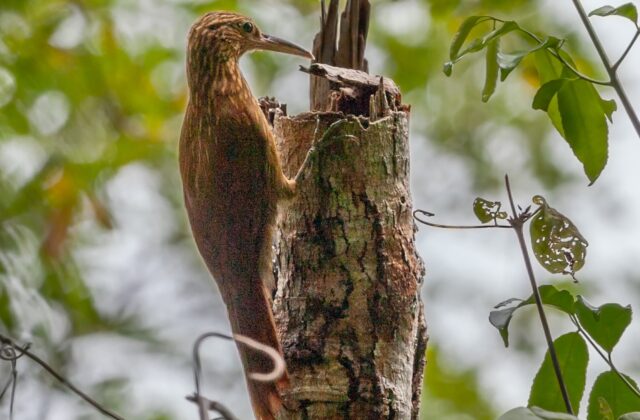 Buff-throated Woodcreeper