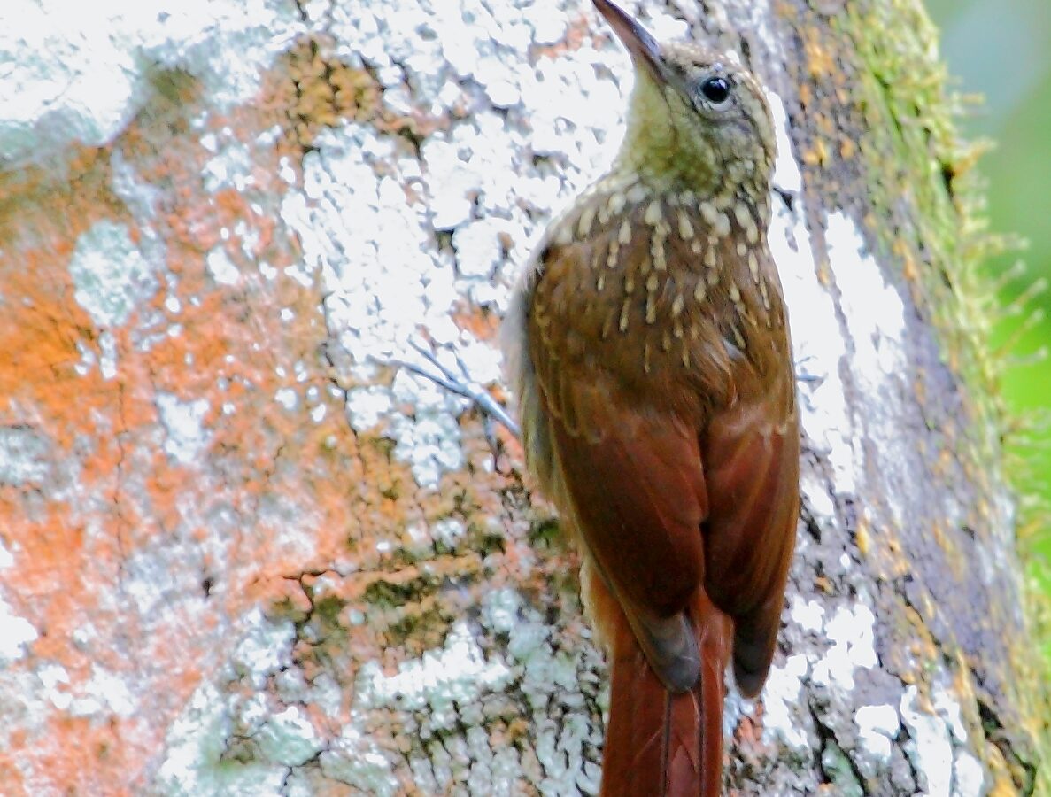 Ceara Woodcreeper