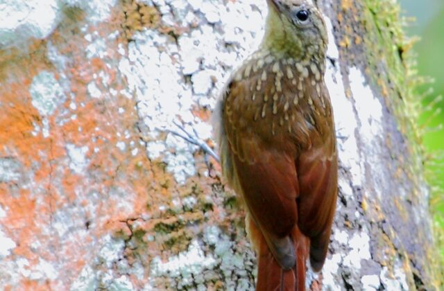 Ceara Woodcreeper