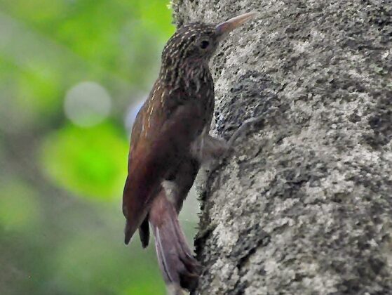 Elegant Woodcreeper