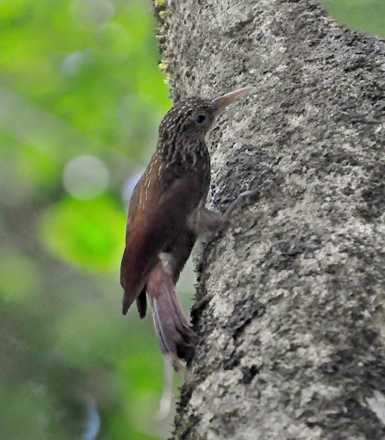 Elegant Woodcreeper