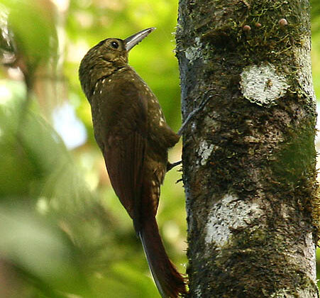 Spotted Woodcreeper