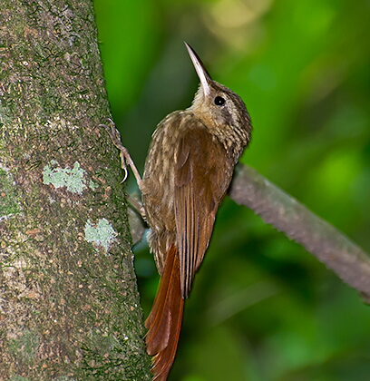 Lesser Woodcreeper
