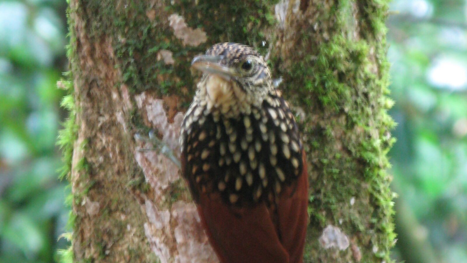 Black-striped Woodcreeper