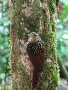 Black-striped Woodcreeper