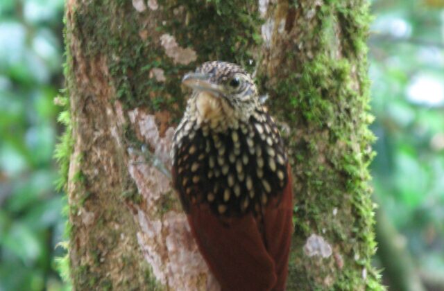 Black-striped Woodcreeper