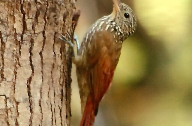 Striped Woodcreeper
