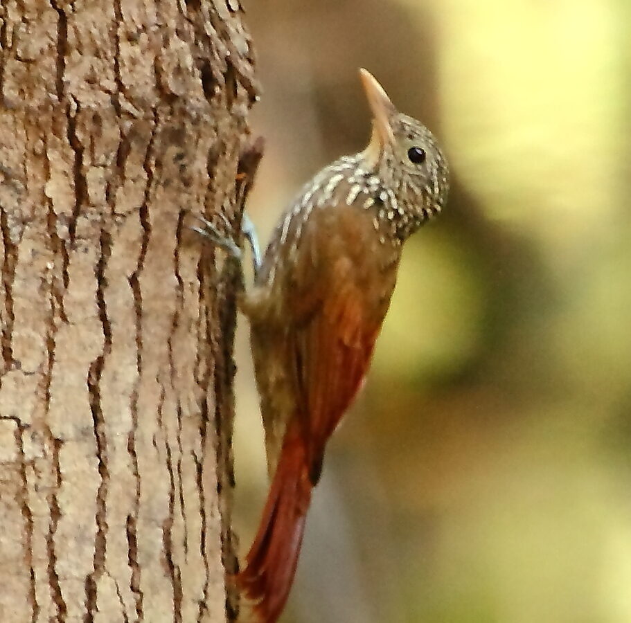 Striped Woodcreeper