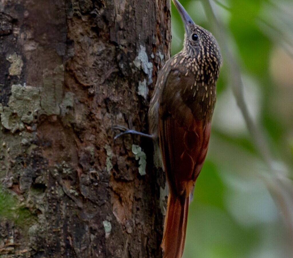 Chestnut-rumped Woodcreeper