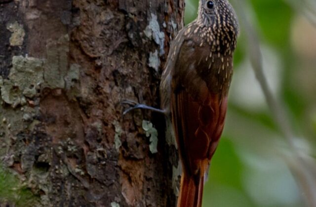 Chestnut-rumped Woodcreeper