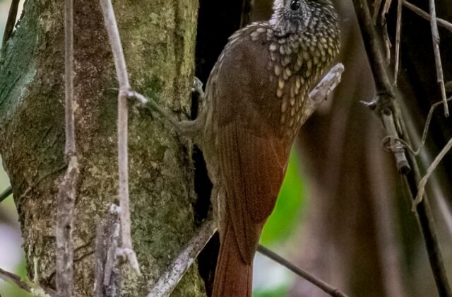 Spix’s Woodcreeper