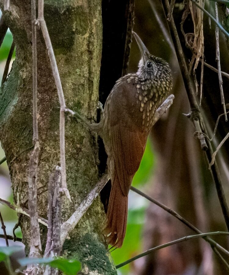 Spix’s Woodcreeper