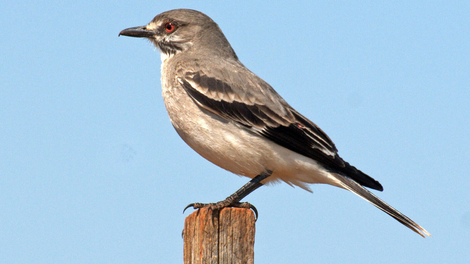 Grey Monjita