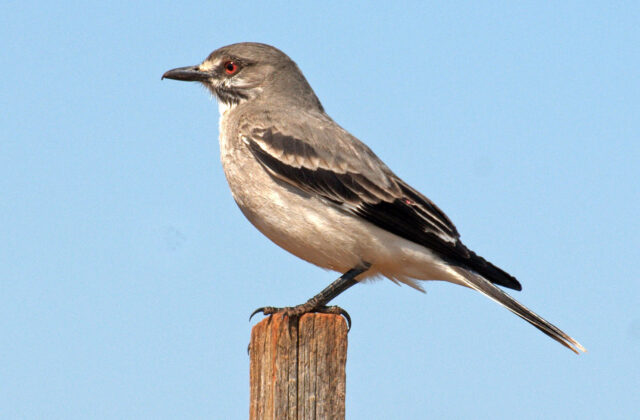 Grey Monjita