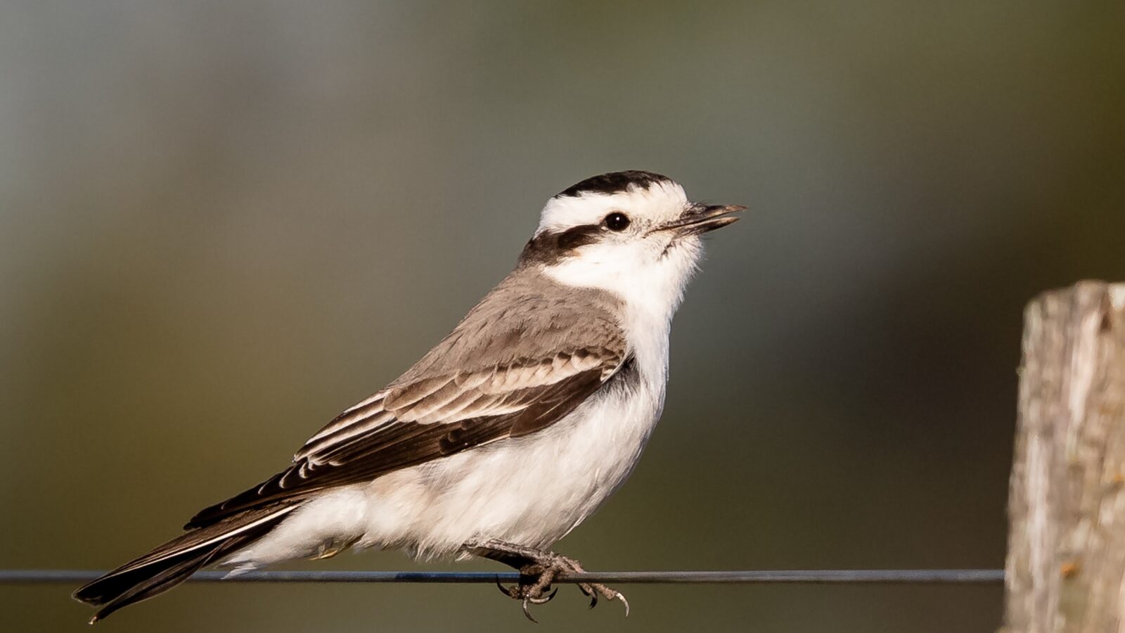Black-crowned Monjita