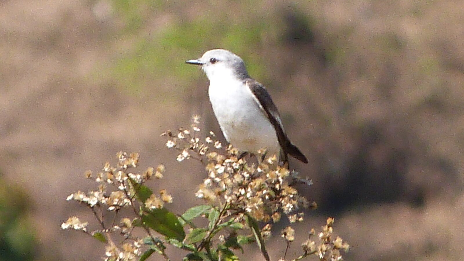 White-rumped Monjita