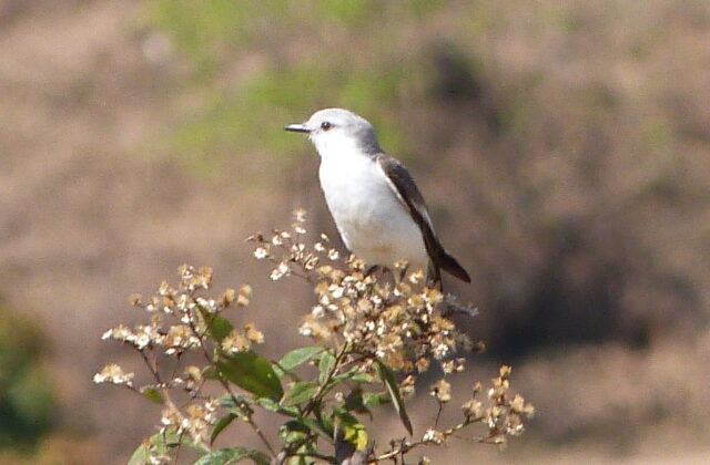 White-rumped Monjita
