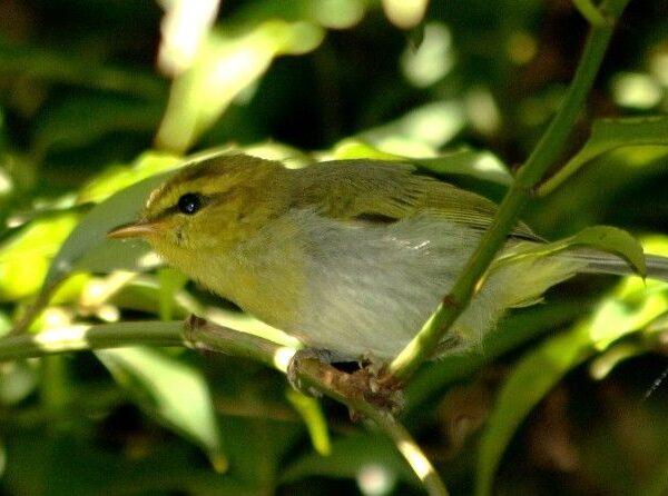 Yellow-throated Woodland Warbler