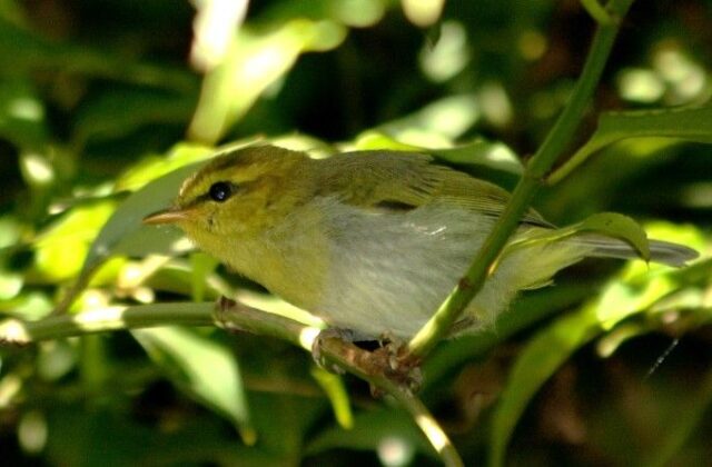 Yellow-throated Woodland Warbler
