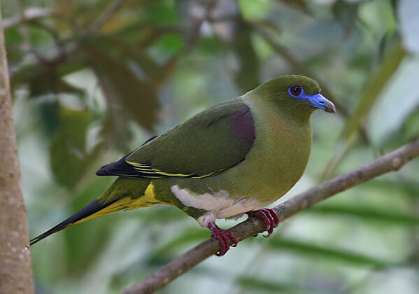 Yellow-vented Green Pigeon