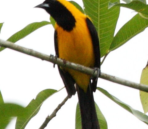 Yellow-backed Oriole