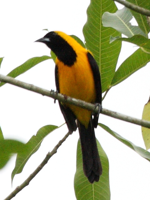 Yellow-backed Oriole