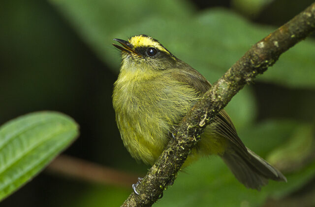 Yellow-bellied Chat-Tyrant