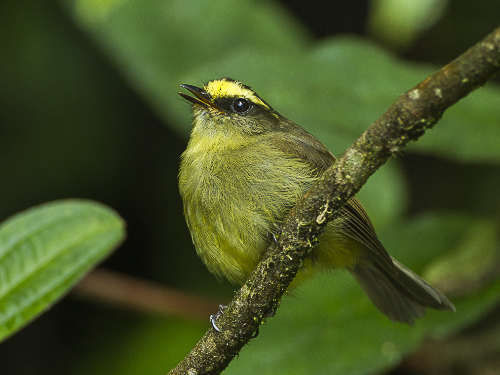 Yellow-bellied Chat-Tyrant