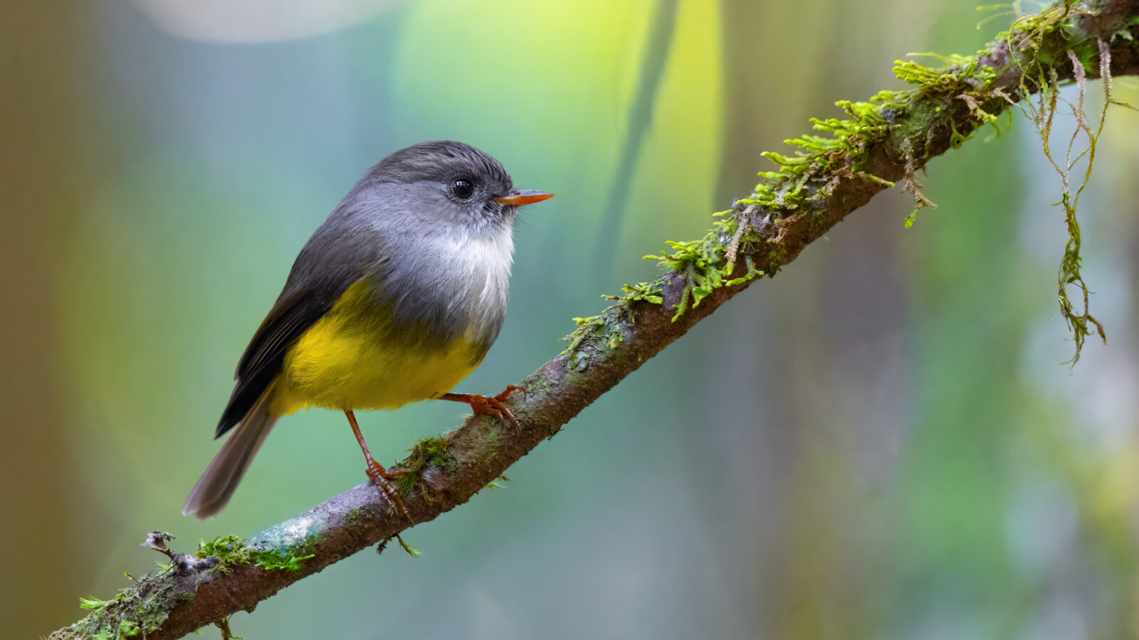 Yellow-bellied Flyrobin