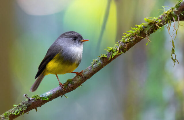 Yellow-bellied Flyrobin
