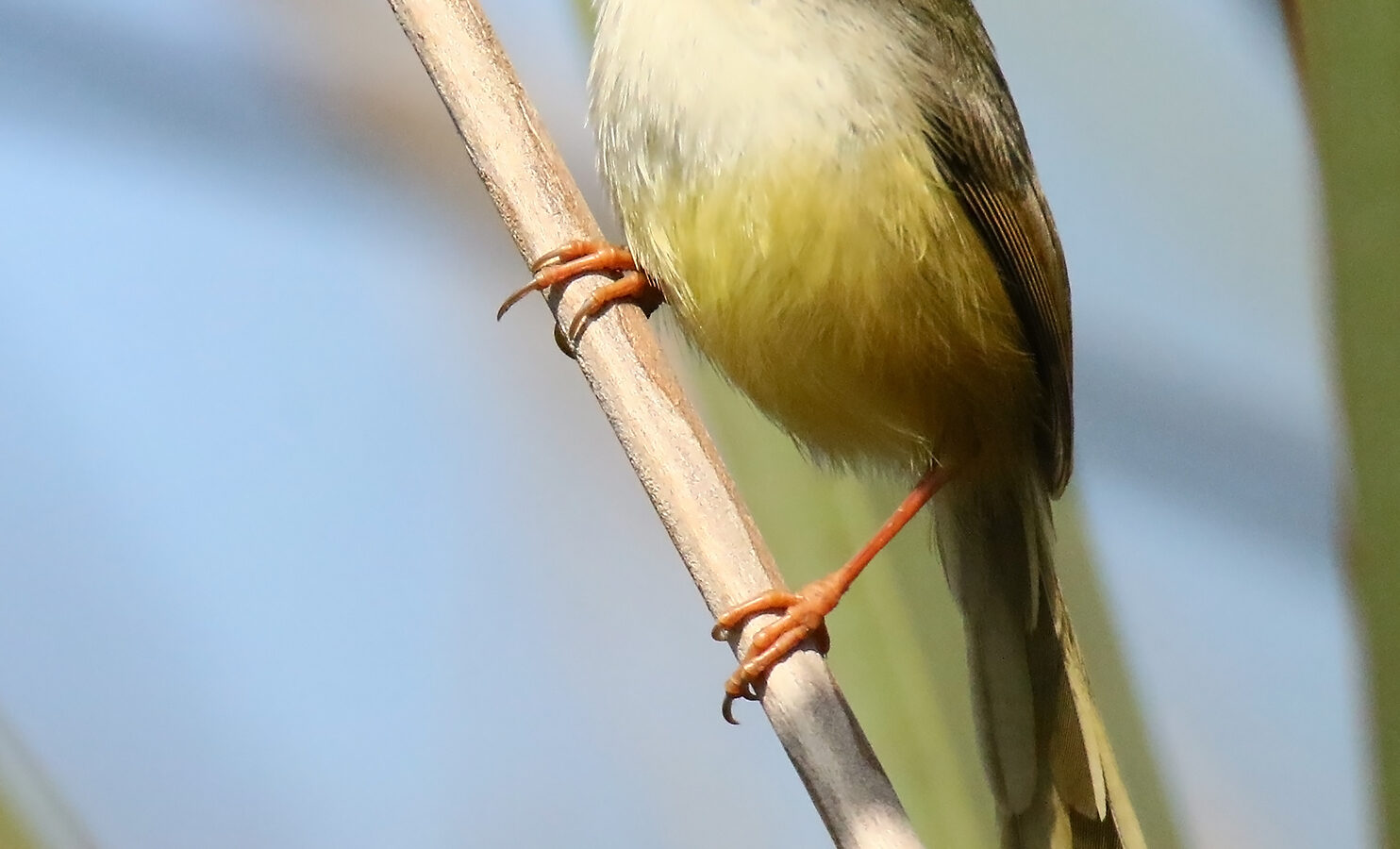 Yellow-bellied Prinia